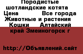 Породистые шотландские котята. › Цена ­ 5 000 - Все города Животные и растения » Кошки   . Алтайский край,Змеиногорск г.